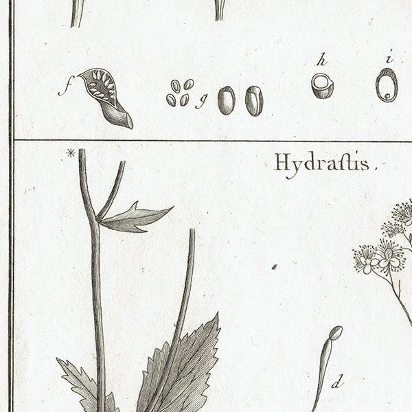 Υ ܥ˥륢 Caltha / Hydraftis ʪ 1793ǯ Pl.500 ե ޥ륯 (Lamarck) 1012