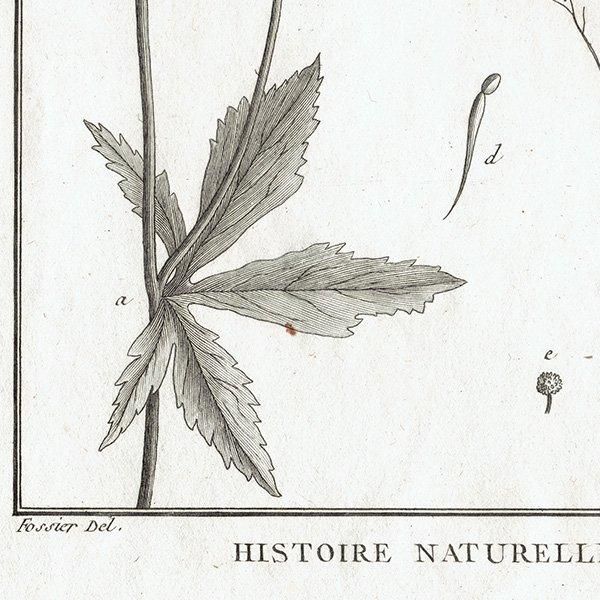 Υ ܥ˥륢 Caltha / Hydraftis ʪ 1793ǯ Pl.500 ե ޥ륯 (Lamarck) 1012