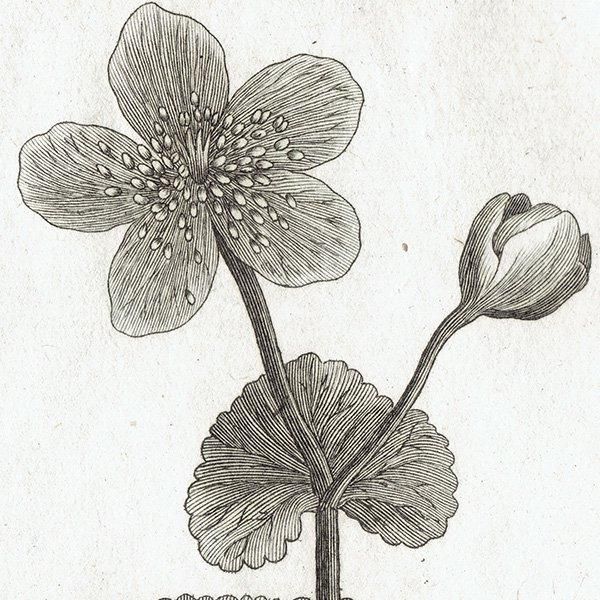 Υ ܥ˥륢 Caltha / Hydraftis ʪ 1793ǯ Pl.500 ե ޥ륯 (Lamarck) 1012
