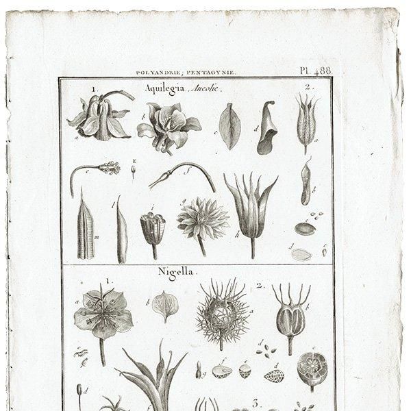 Υ ܥ˥륢 Aquilegia / Nigella ʪ 1793ǯ Pl.488 ե ޥ륯 (Lamarck) 1013