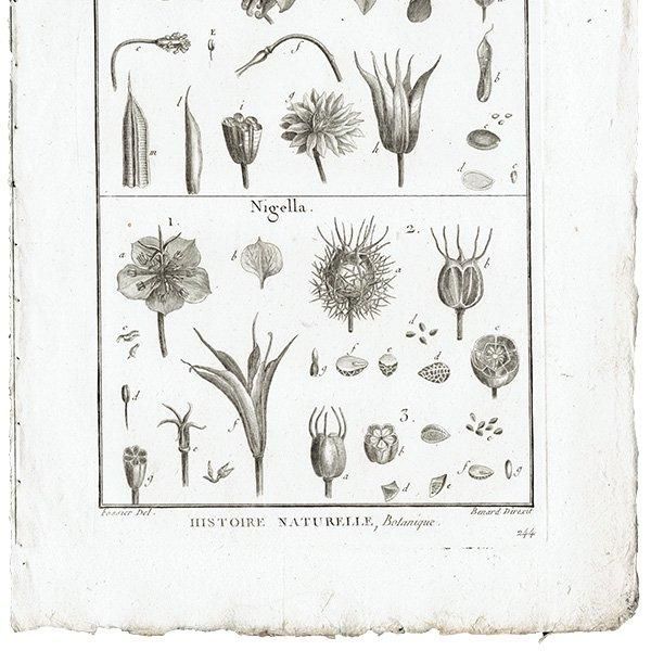 Υ ܥ˥륢 Aquilegia / Nigella ʪ 1793ǯ Pl.488 ե ޥ륯 (Lamarck) 1013