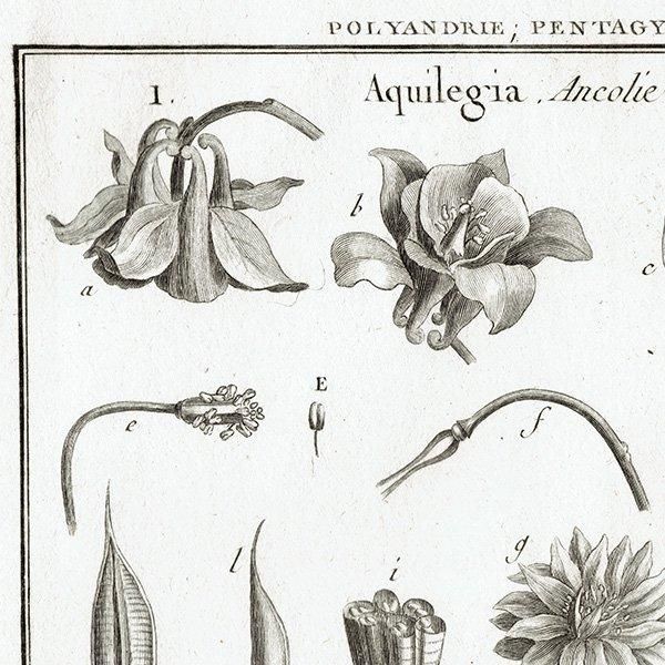 Υ ܥ˥륢 Aquilegia / Nigella ʪ 1793ǯ Pl.488 ե ޥ륯 (Lamarck) 1013
