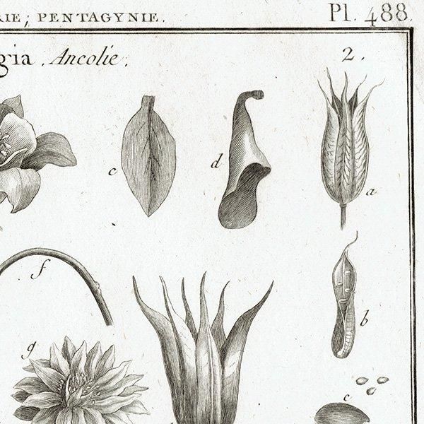 Υ ܥ˥륢 Aquilegia / Nigella ʪ 1793ǯ Pl.488 ե ޥ륯 (Lamarck) 1013