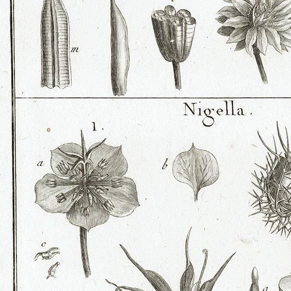 Υ ܥ˥륢 Aquilegia / Nigella ʪ 1793ǯ Pl.488 ե ޥ륯 (Lamarck) 1013