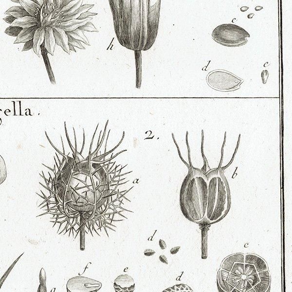 Υ ܥ˥륢 Aquilegia / Nigella ʪ 1793ǯ Pl.488 ե ޥ륯 (Lamarck) 1013