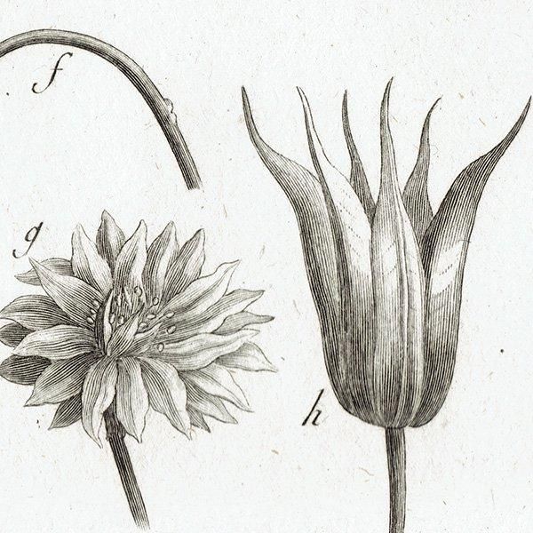 Υ ܥ˥륢 Aquilegia / Nigella ʪ 1793ǯ Pl.488 ե ޥ륯 (Lamarck) 1013