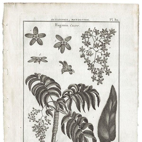 モノクロ ボタニカルアート Hagenia 植物画 1793年 フランス