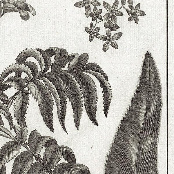 モノクロ ボタニカルアート Hagenia 植物画 1793年 フランス