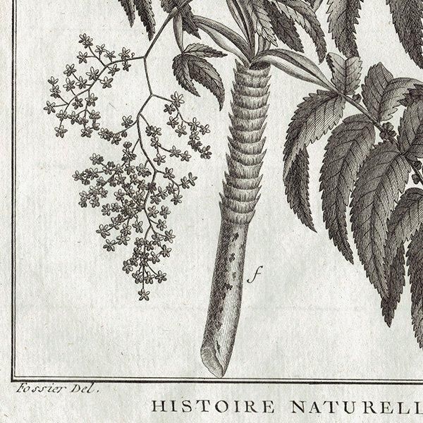 モノクロ ボタニカルアート Hagenia 植物画 1793年 フランス