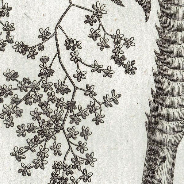 モノクロ ボタニカルアート Hagenia 植物画 1793年 フランス