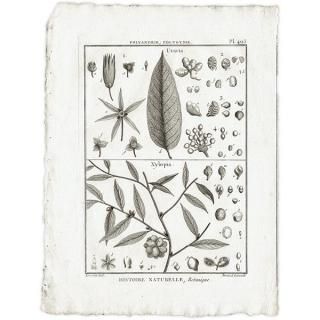 ボタニカルアート（植物画）Botanical アンティーク
