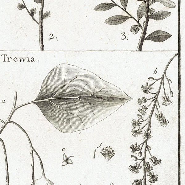 Υ ܥ˥륢 Ludia / Trewia ʪ 1793ǯ Pl.466 ե ޥ륯 (Lamarck) 1017