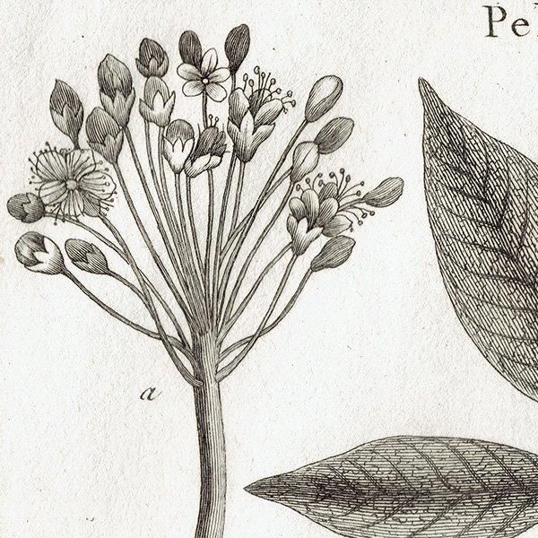 植物画の黄金時代 ―英国キュー王立植物園の精華から』によせて