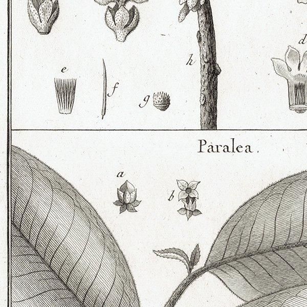 Υ ܥ˥륢 Cavanillea / Paralea ʪ 1793ǯ Pl.454 ե ޥ륯 (Lamarck) 1020