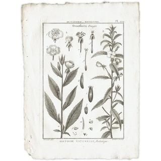 ボタニカルアート（植物画）Botanical アンティーク