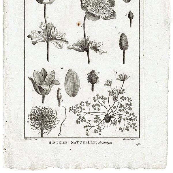 モノクロ ボタニカルアート Anemone アネモネ 植物画 1793年