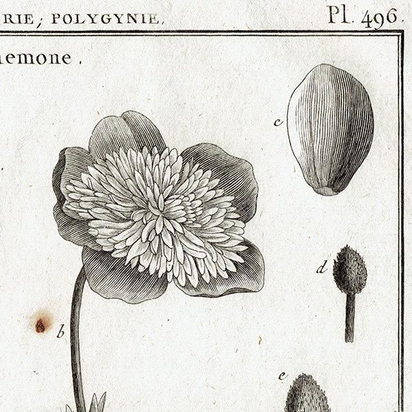 Υ ܥ˥륢 Anemone ͥ ʪ 1793ǯ Pl.496 ե ޥ륯 (Lamarck) 1023