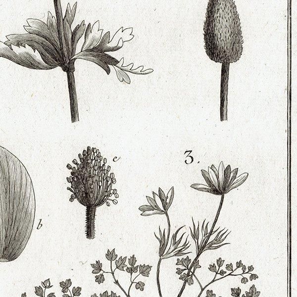 モノクロ ボタニカルアート Anemone アネモネ 植物画 1793年