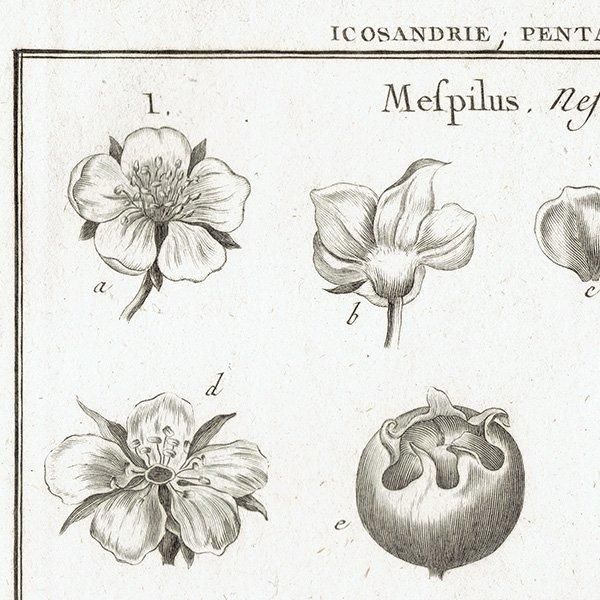 モノクロ ボタニカルアート Mefpilus セイヨウカリン 植物画