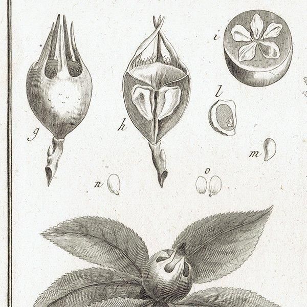 ボタニカル版画 モノクロ ボタニカルアート Mefpilus セイヨウカリン 植物画