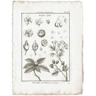 ボタニカルアート（植物画）Botanical アンティーク