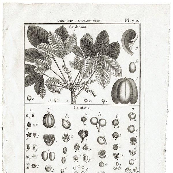 Υ ܥ˥륢 Siphonia / Croton ʪ 1793ǯ PL.790 ե ޥ륯 (Lamarck) 1025