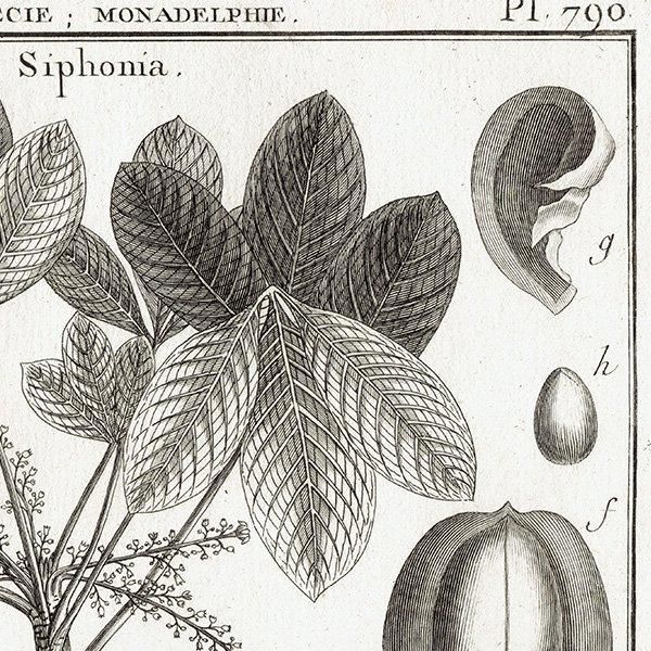 Υ ܥ˥륢 Siphonia / Croton ʪ 1793ǯ PL.790 ե ޥ륯 (Lamarck) 1025