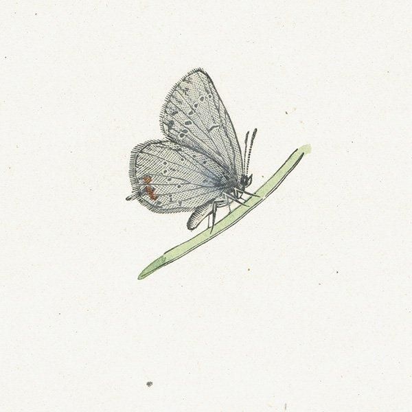 ĥХ᥷ߡ SMALL TAILED-BLUE ĳХե饤  ꥹ ƥ ǲ 1908ǯ 1042