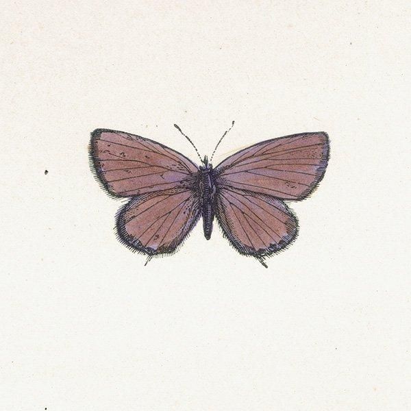 ĥХ᥷ߡ SMALL TAILED-BLUE ĳХե饤  ꥹ ƥ ǲ 1908ǯ 1042
