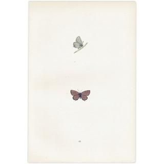 蝶(Butterfly) - インテリアにプラスしたくなる アンティーク と ヴィンテージの 版画 リトグラフ 古い広告などの専門店 Comfy design 蝶(Butterfly) - インテリアにプラスしたくなる アンティーク と ヴィンテージの 版画 リトグラフ 古い広告などの専門店 Comfy design