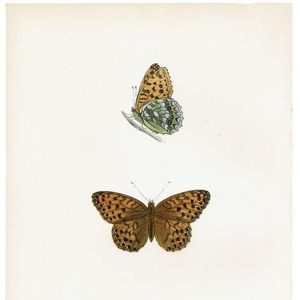 饮ҥ祦 HIGH-BROWN FRITILLARY ĳХե饤  ꥹ ƥ ǲ 1908ǯ 1043
