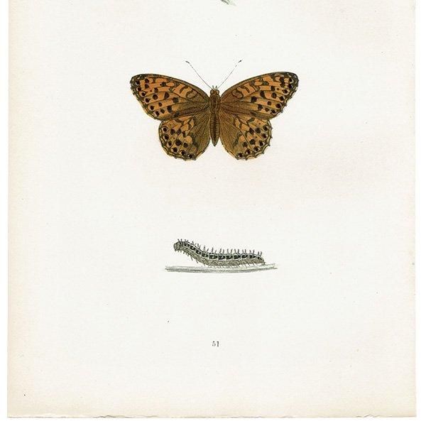 饮ҥ祦 HIGH-BROWN FRITILLARY ĳХե饤  ꥹ ƥ ǲ 1908ǯ 1043