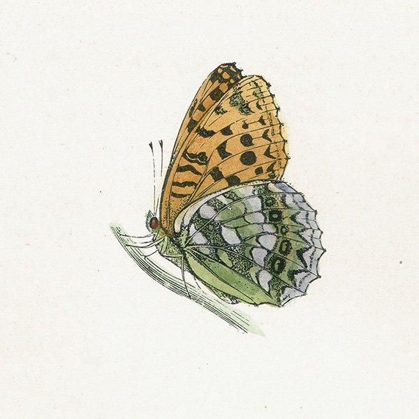 饮ҥ祦 HIGH-BROWN FRITILLARY ĳХե饤  ꥹ ƥ ǲ 1908ǯ 1043
