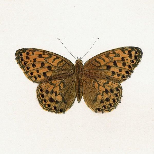 饮ҥ祦 HIGH-BROWN FRITILLARY ĳХե饤  ꥹ ƥ ǲ 1908ǯ 1043