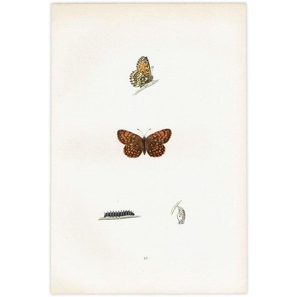 ꥢҥ祦ɥ PEARL-BORDERED LIKENESS FRITILLARY ĳХե饤  ꥹ ƥ ǲ 1908ǯ 1044
