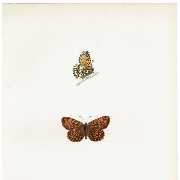 ꥢҥ祦ɥ PEARL-BORDERED LIKENESS FRITILLARY ĳХե饤  ꥹ ƥ ǲ 1908ǯ 1044