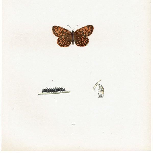 ꥢҥ祦ɥ PEARL-BORDERED LIKENESS FRITILLARY ĳХե饤  ꥹ ƥ ǲ 1908ǯ 1044