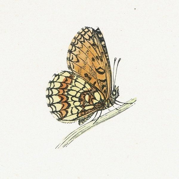 ꥢҥ祦ɥ PEARL-BORDERED LIKENESS FRITILLARY ĳХե饤  ꥹ ƥ ǲ 1908ǯ 1044