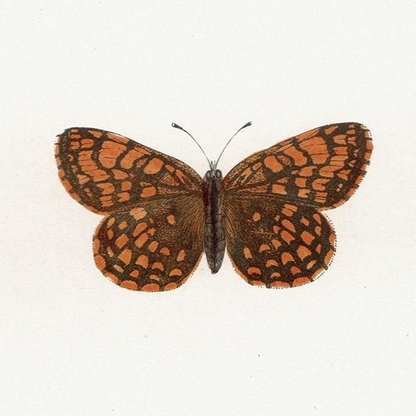 ꥢҥ祦ɥ PEARL-BORDERED LIKENESS FRITILLARY ĳХե饤  ꥹ ƥ ǲ 1908ǯ 1044