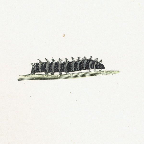 ꥢҥ祦ɥ PEARL-BORDERED LIKENESS FRITILLARY ĳХե饤  ꥹ ƥ ǲ 1908ǯ 1044