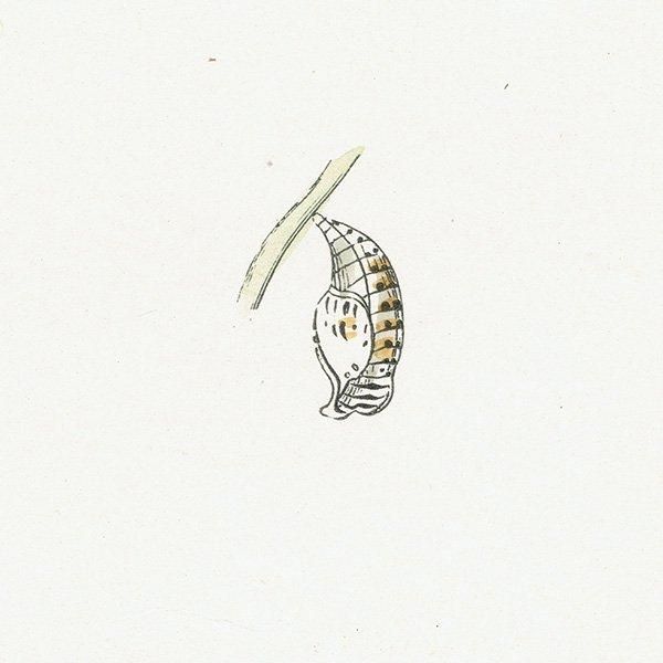 ꥢҥ祦ɥ PEARL-BORDERED LIKENESS FRITILLARY ĳХե饤  ꥹ ƥ ǲ 1908ǯ 1044
