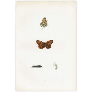 ꥢҥ祦ɥ PEARL-BORDERED LIKENESS FRITILLARY ĳХե饤  ꥹ ƥ ǲ 1908ǯ 1044