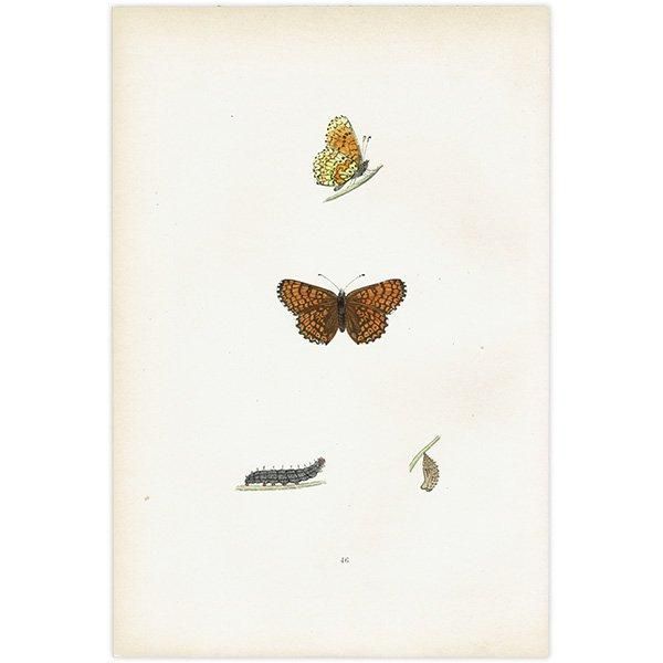 ҥ祦ɥ GLANVILLE FRITILLARY ĳХե饤  ꥹ ƥ ǲ 1908ǯ 1045