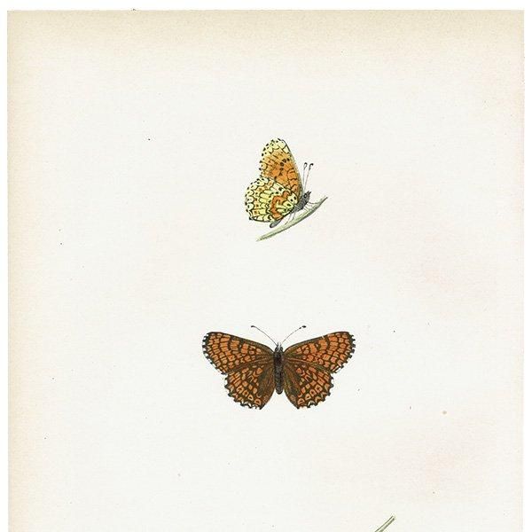 ҥ祦ɥ GLANVILLE FRITILLARY ĳХե饤  ꥹ ƥ ǲ 1908ǯ 1045