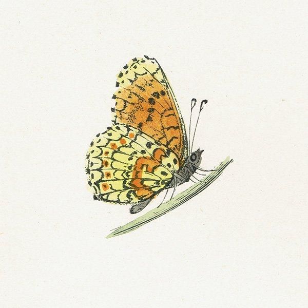 ҥ祦ɥ GLANVILLE FRITILLARY ĳХե饤  ꥹ ƥ ǲ 1908ǯ 1045