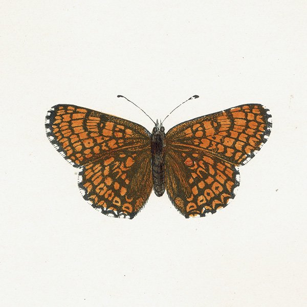 ҥ祦ɥ GLANVILLE FRITILLARY ĳХե饤  ꥹ ƥ ǲ 1908ǯ 1045