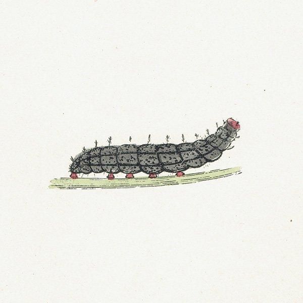 ҥ祦ɥ GLANVILLE FRITILLARY ĳХե饤  ꥹ ƥ ǲ 1908ǯ 1045