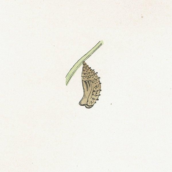 ҥ祦ɥ GLANVILLE FRITILLARY ĳХե饤  ꥹ ƥ ǲ 1908ǯ 1045