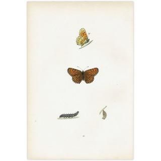 ҥ祦ɥ GLANVILLE FRITILLARY ĳХե饤  ꥹ ƥ ǲ 1908ǯ 1045