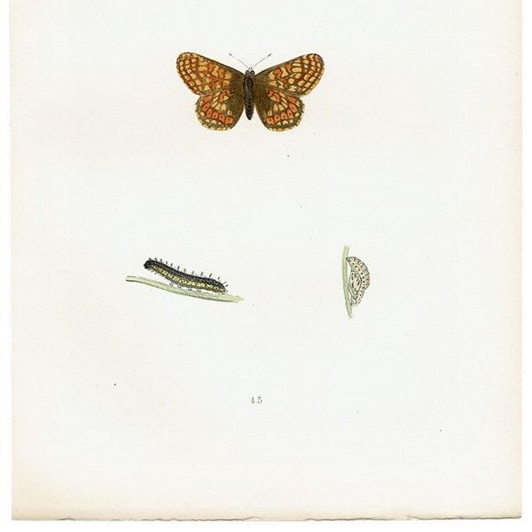 ޡҥ祦 GREASY FRITILLARY ĳХե饤  ꥹ ƥ ǲ 1908ǯ 1046